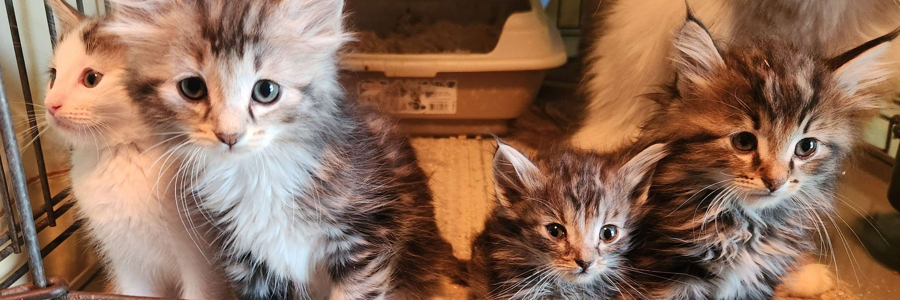 PAWS-OK Cat Rescue