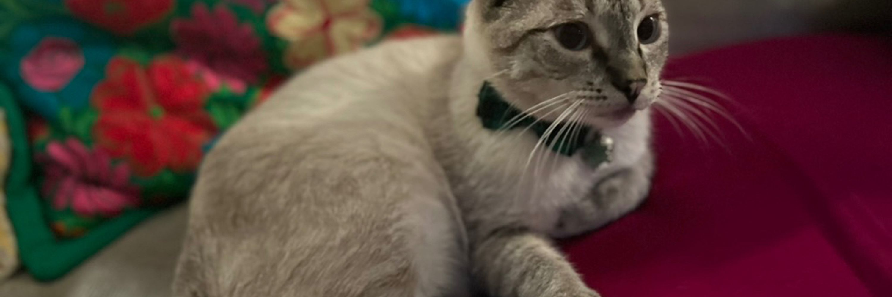 Cat Durickas