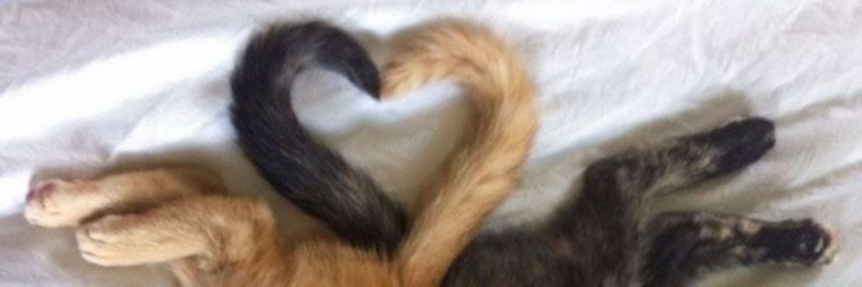 ßæ¿