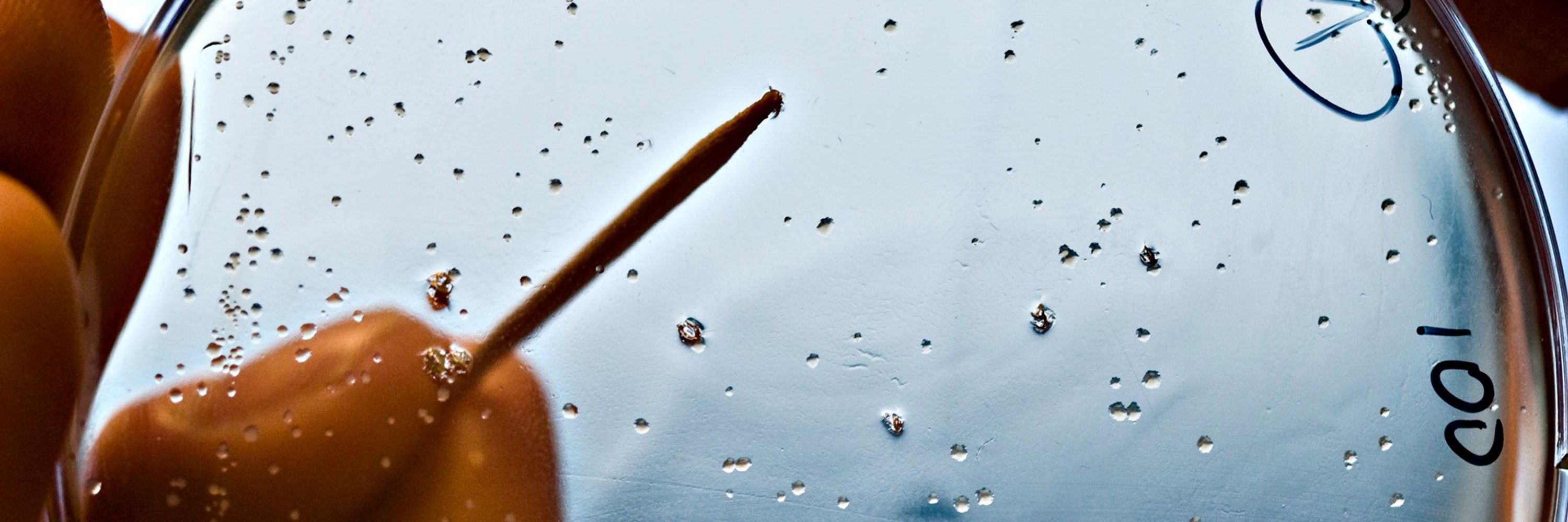 COGEM - Commissie Genetische Modificatie