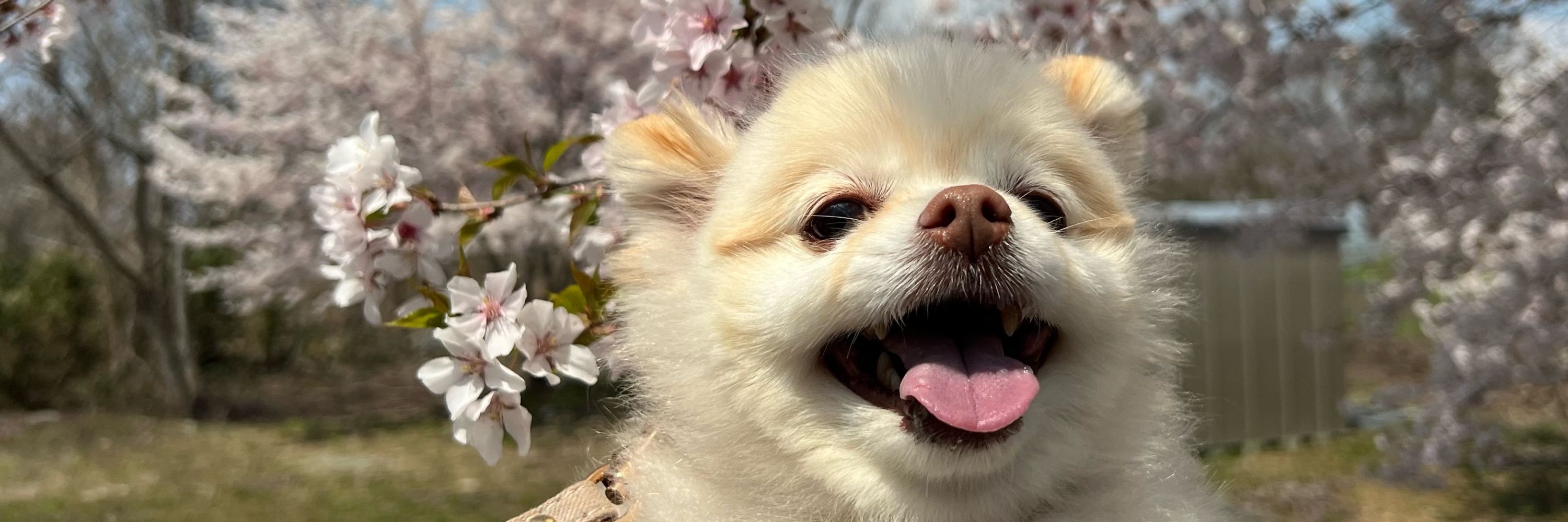 🐶