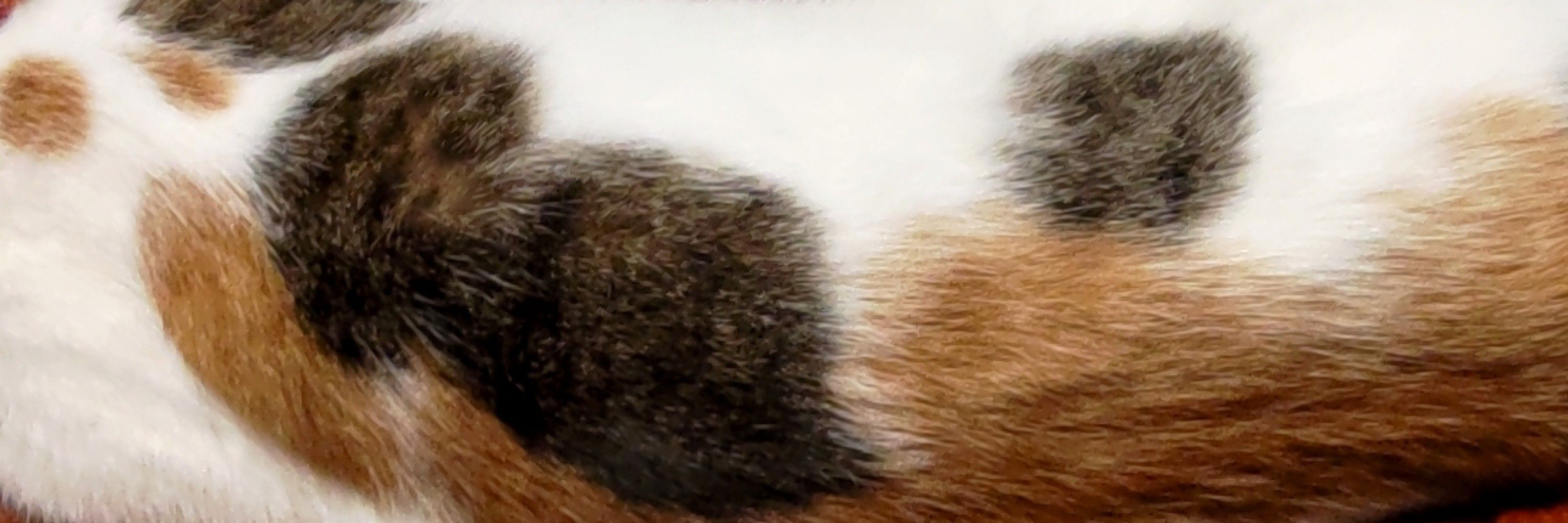 修