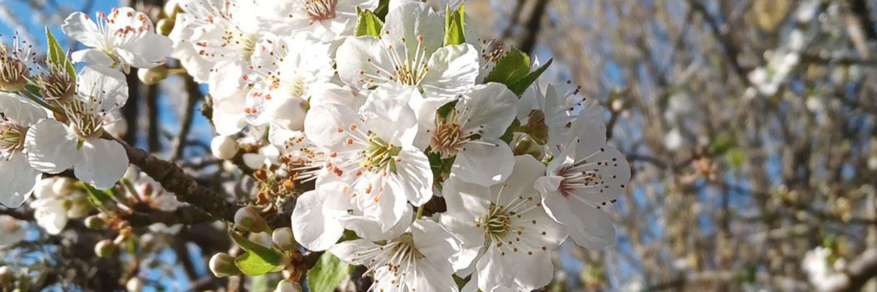 Ginniasa