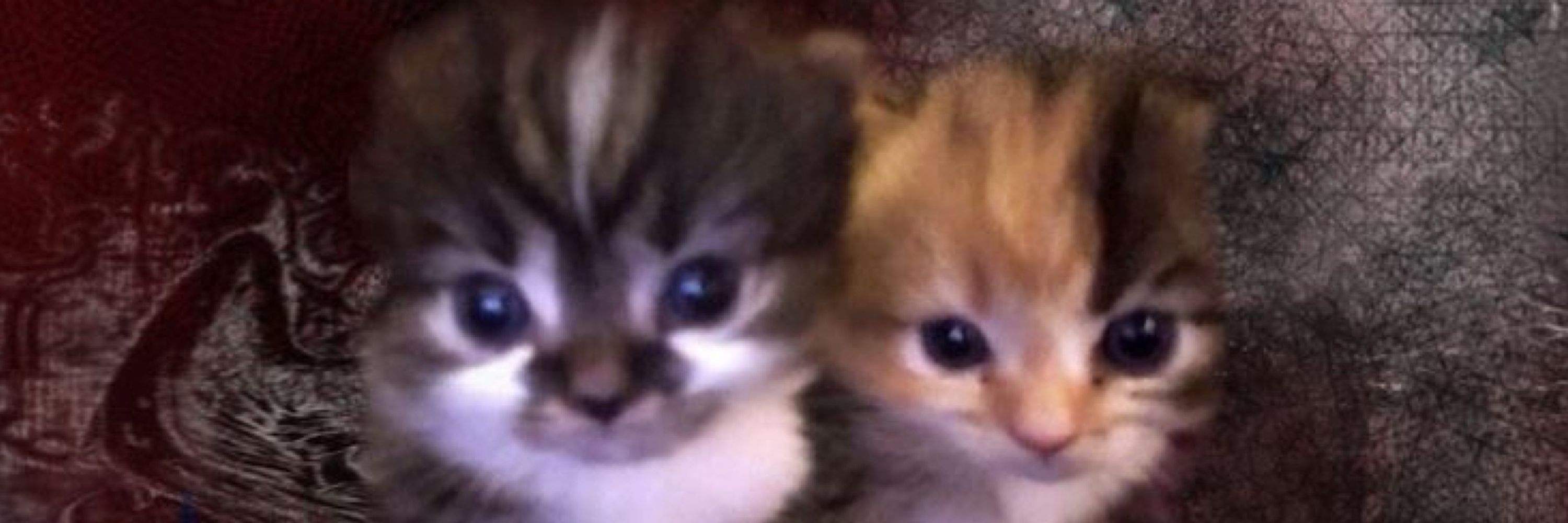 cat lovers page