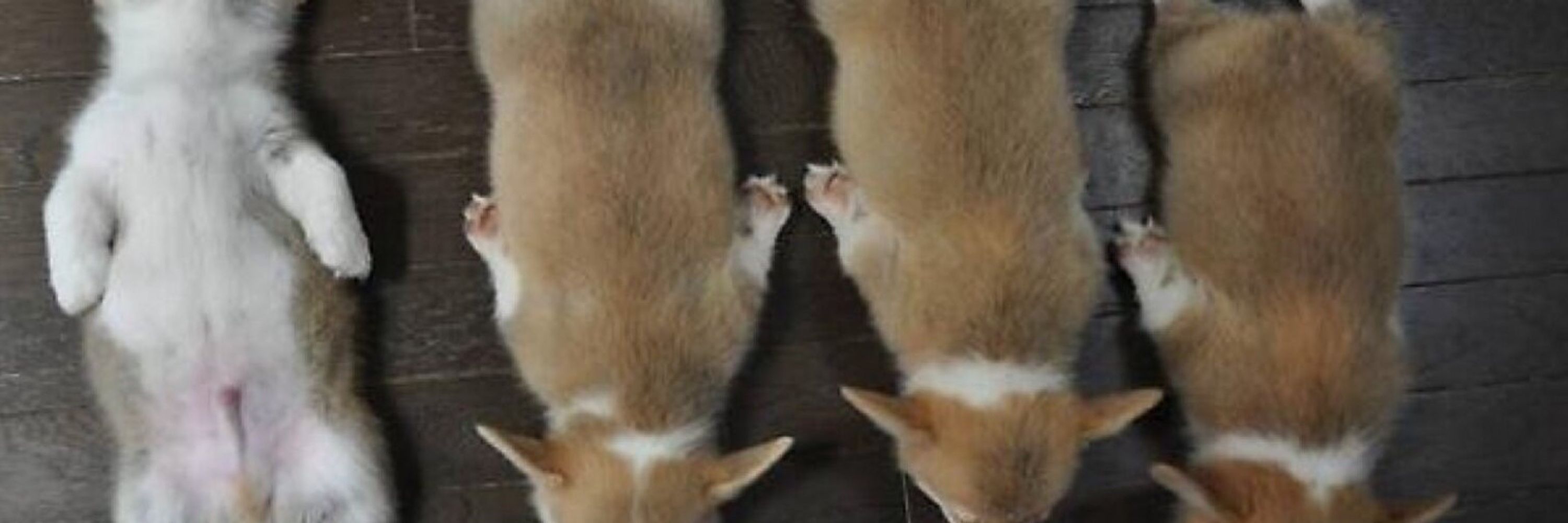 ゃすし
