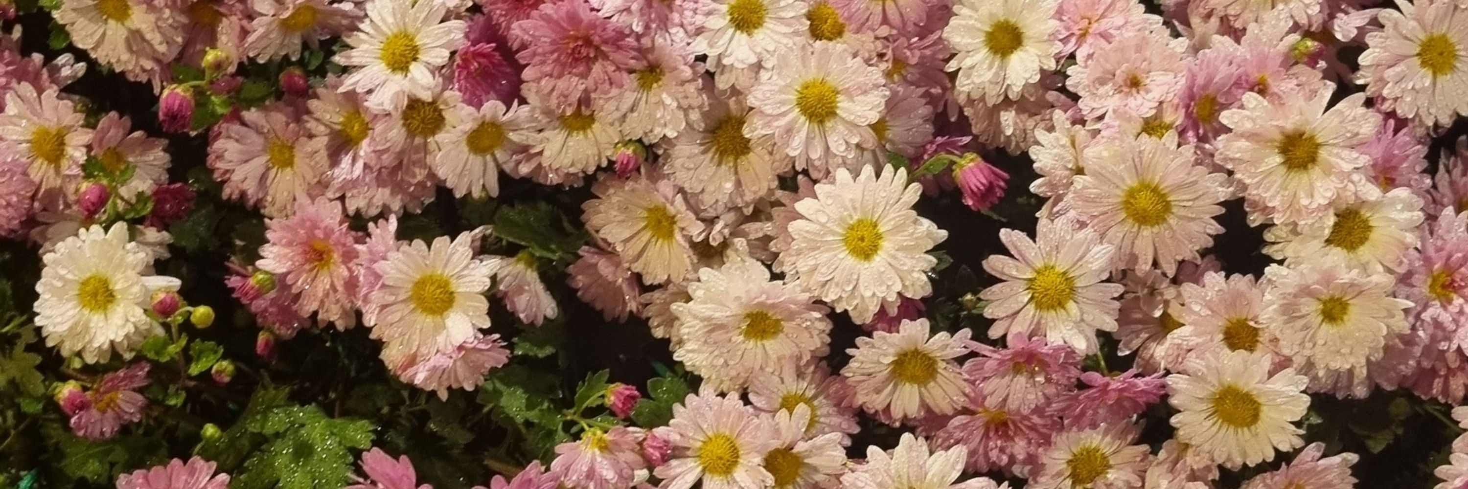 선한이웃