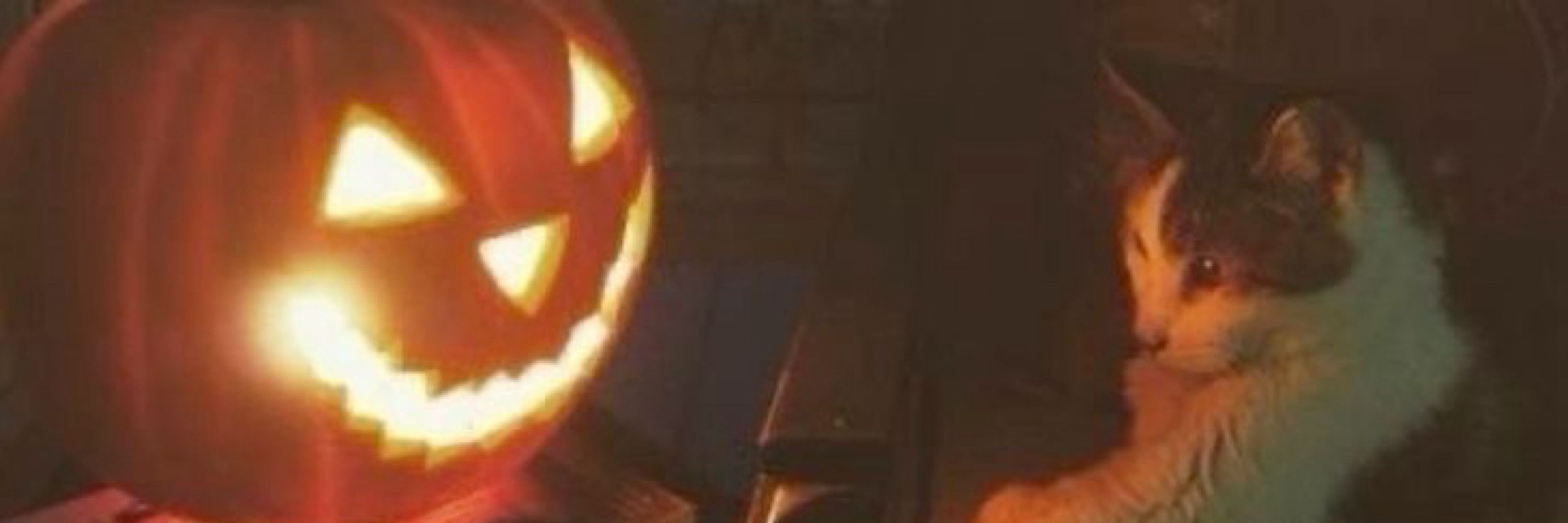 Yun 🕸️🎃 || sci-pie arc