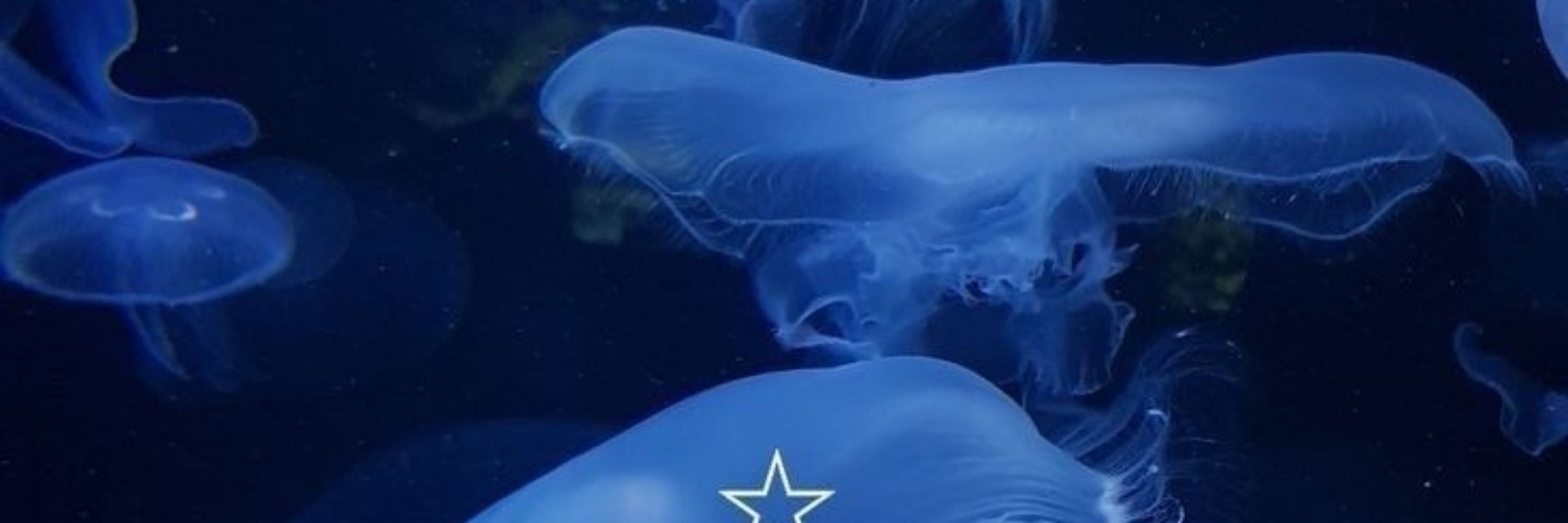 *+:｡.｡𝓐𝓻𝓲𝓮𝓵｡.｡:+*