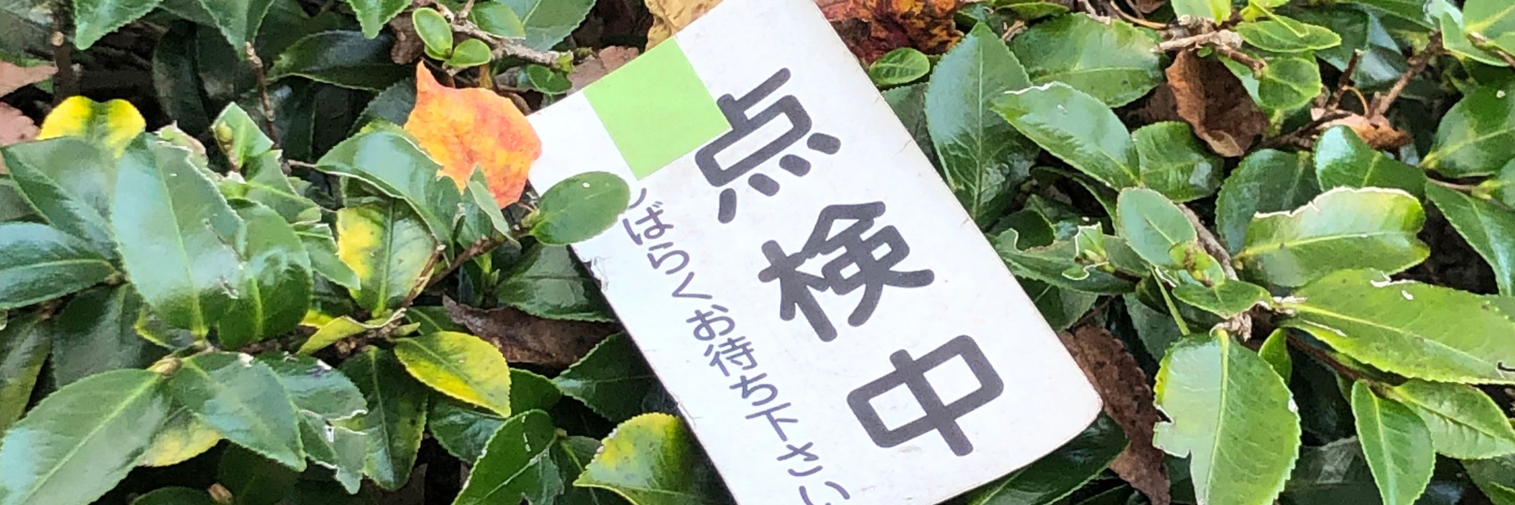 よに餅