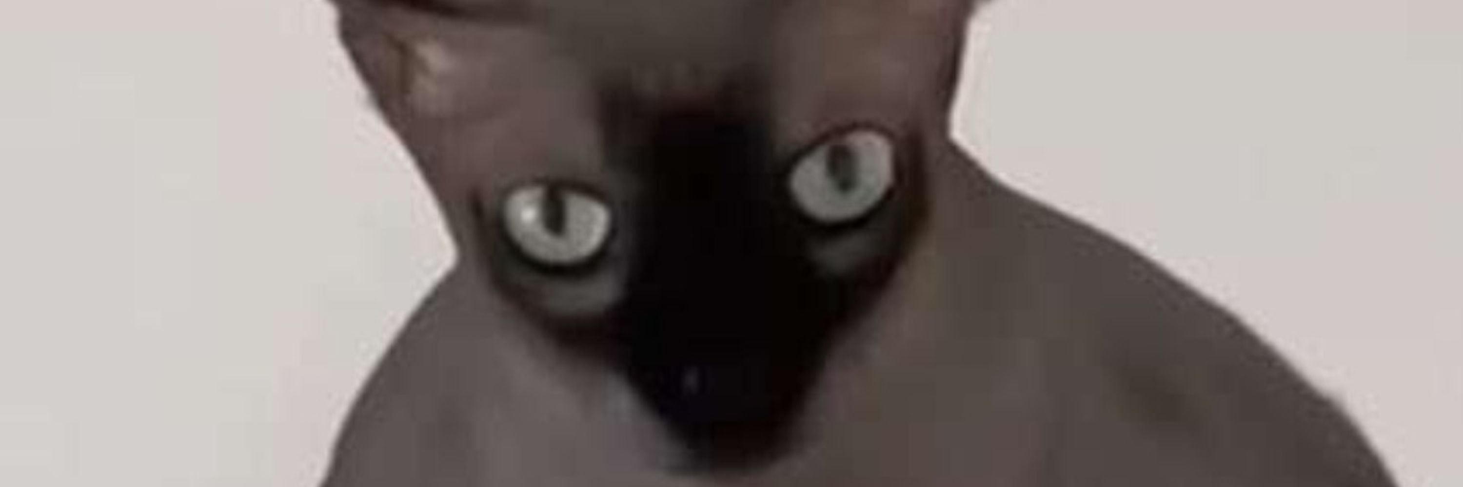 bhamba the bean