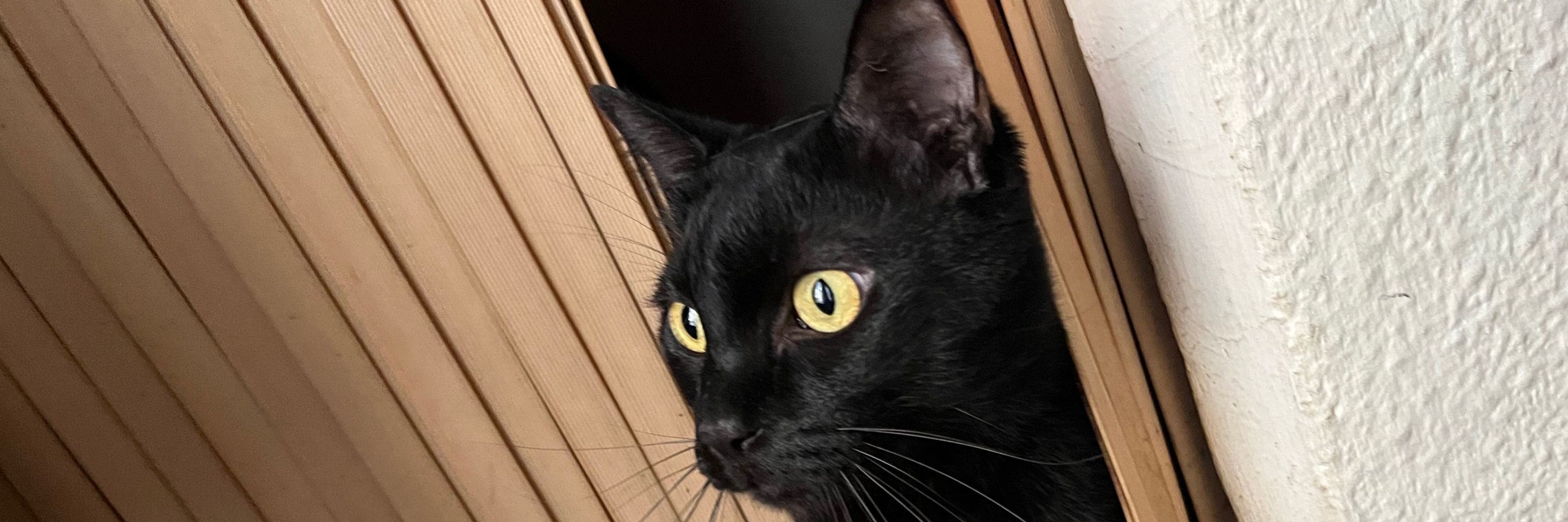 Kaida 