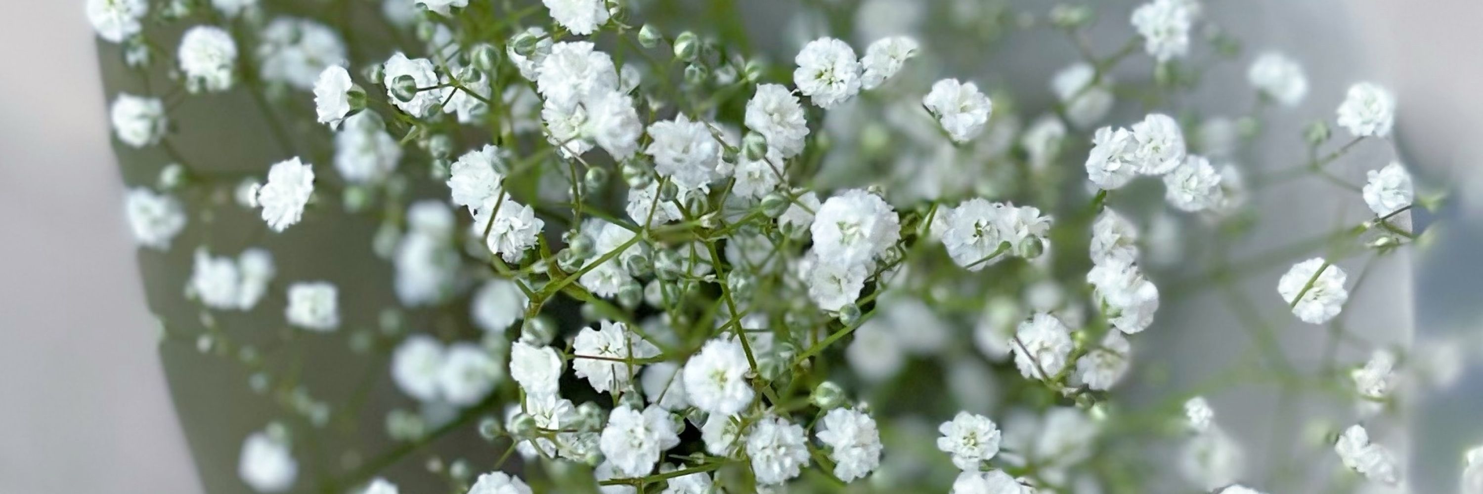 白花