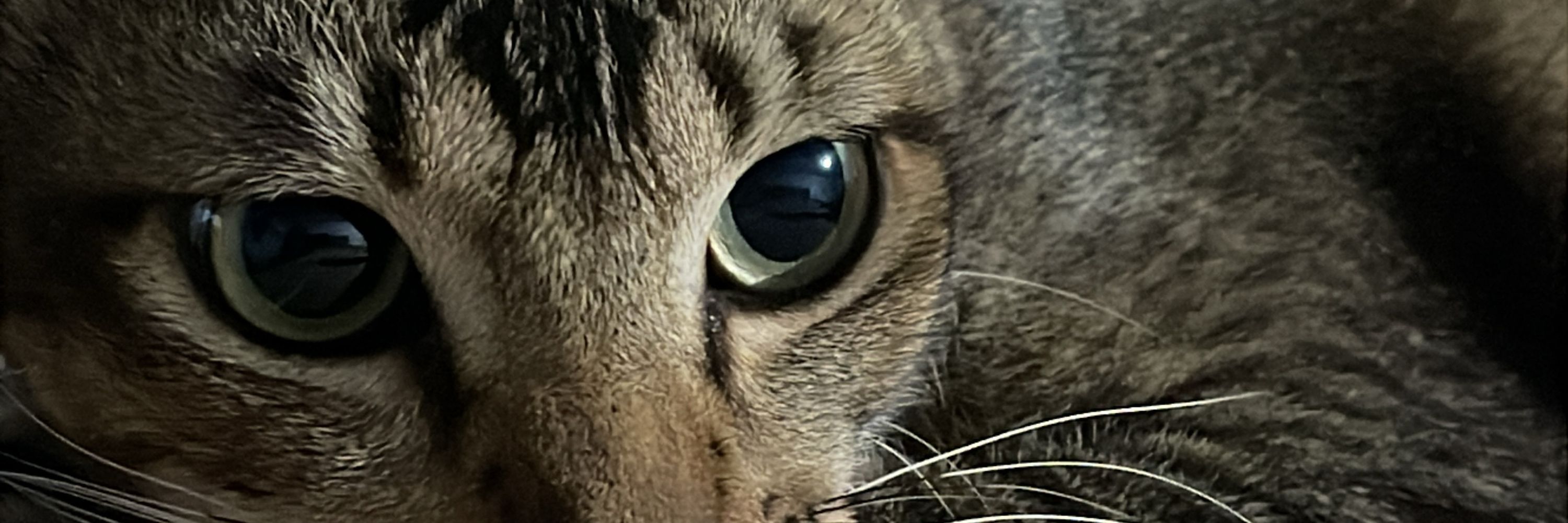 Fidesia