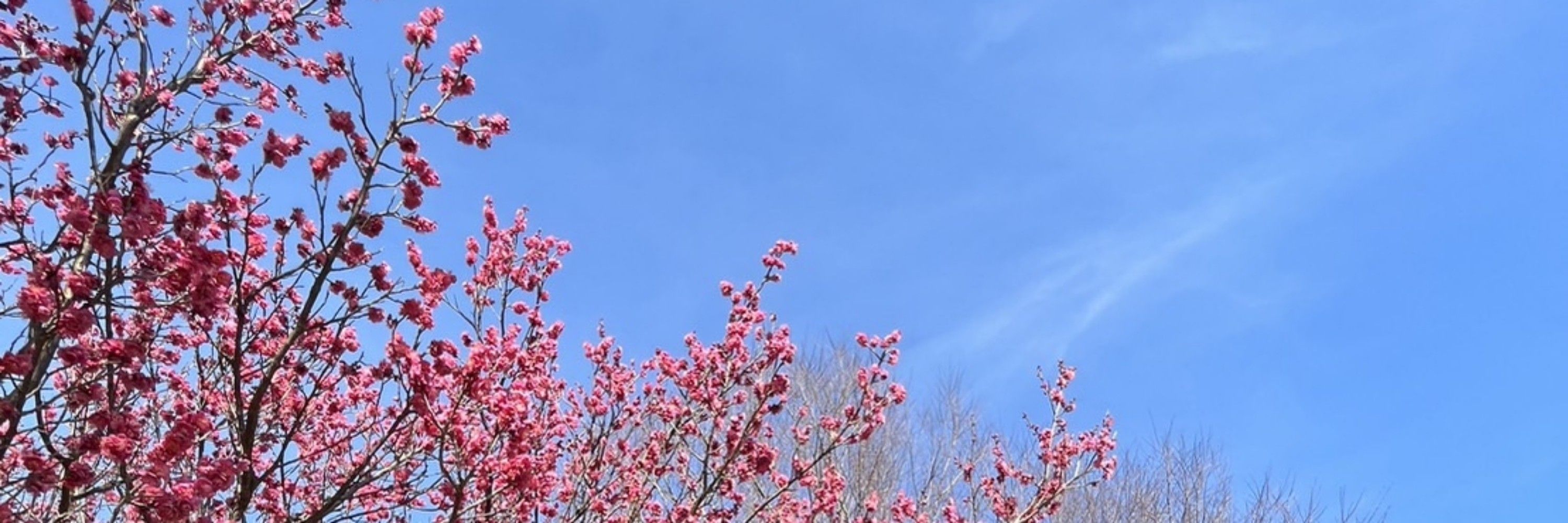 Uri