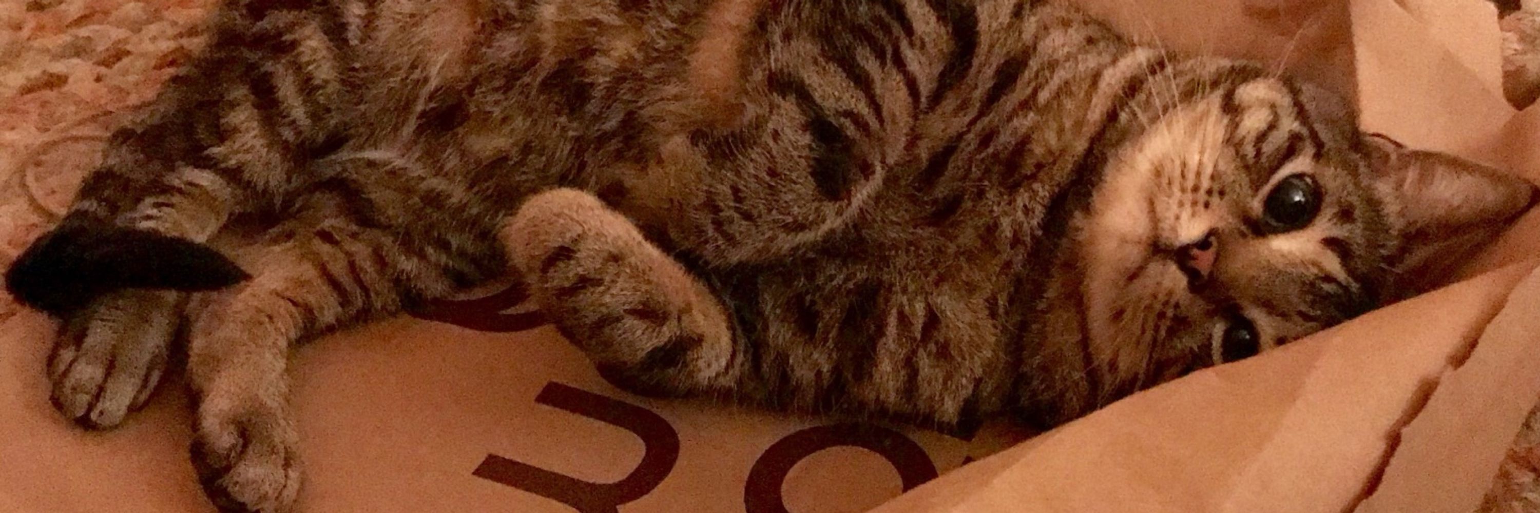 Sargie 🐾