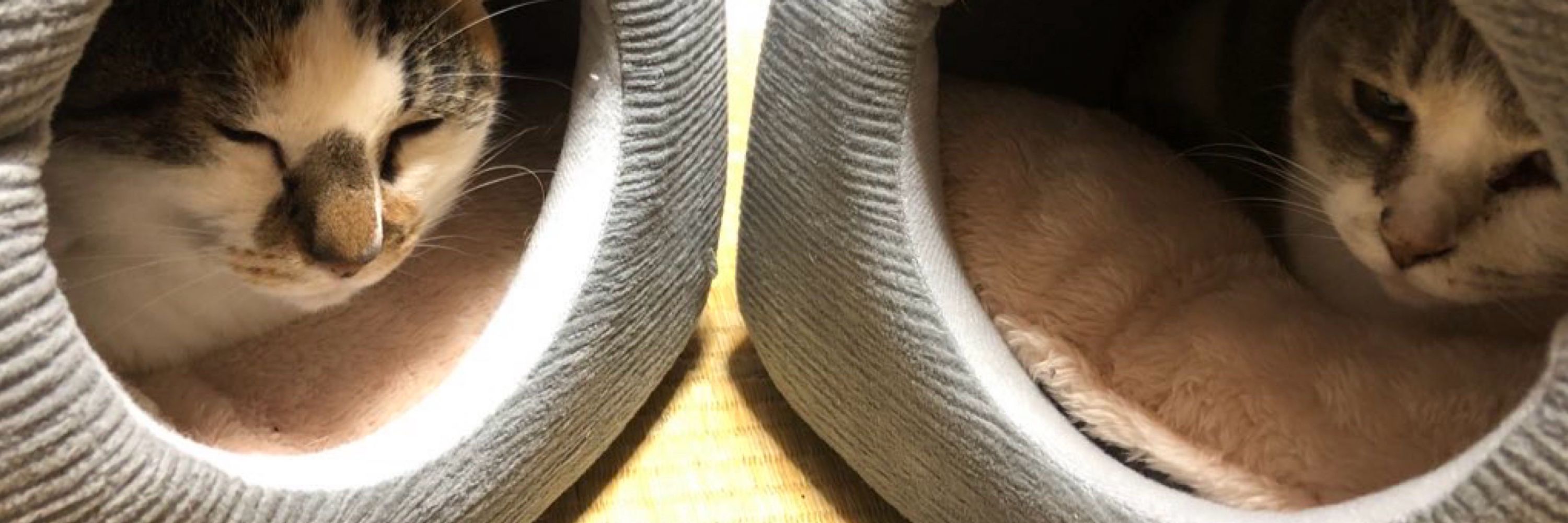 ノノサメ