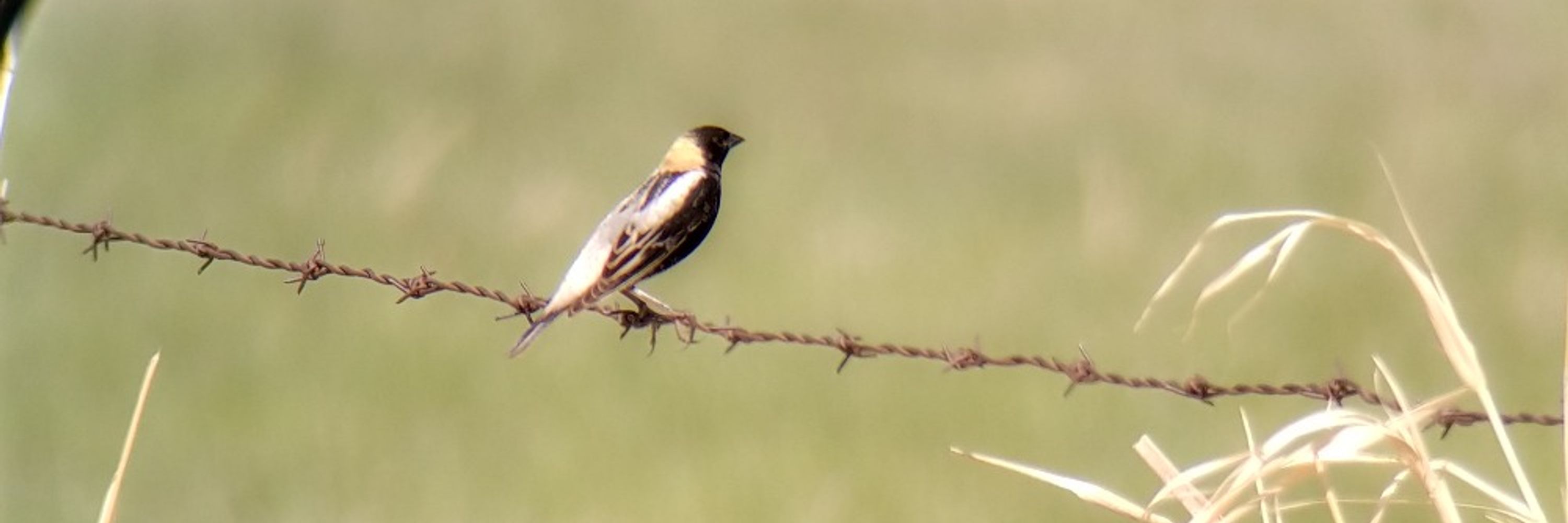 Icteridae 