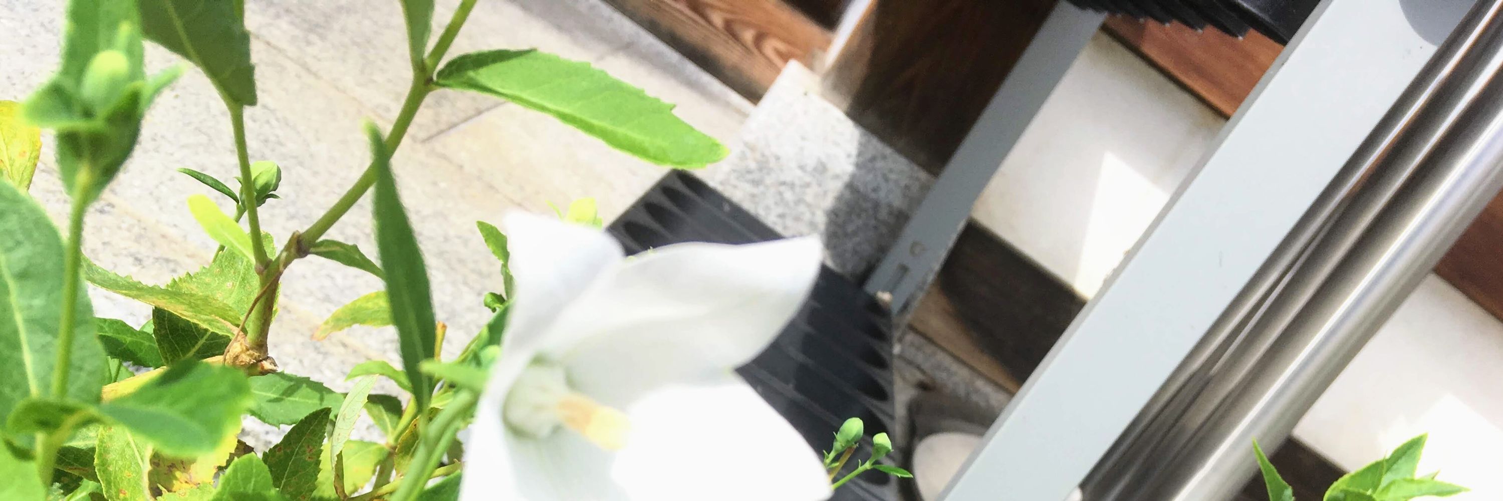 煇依