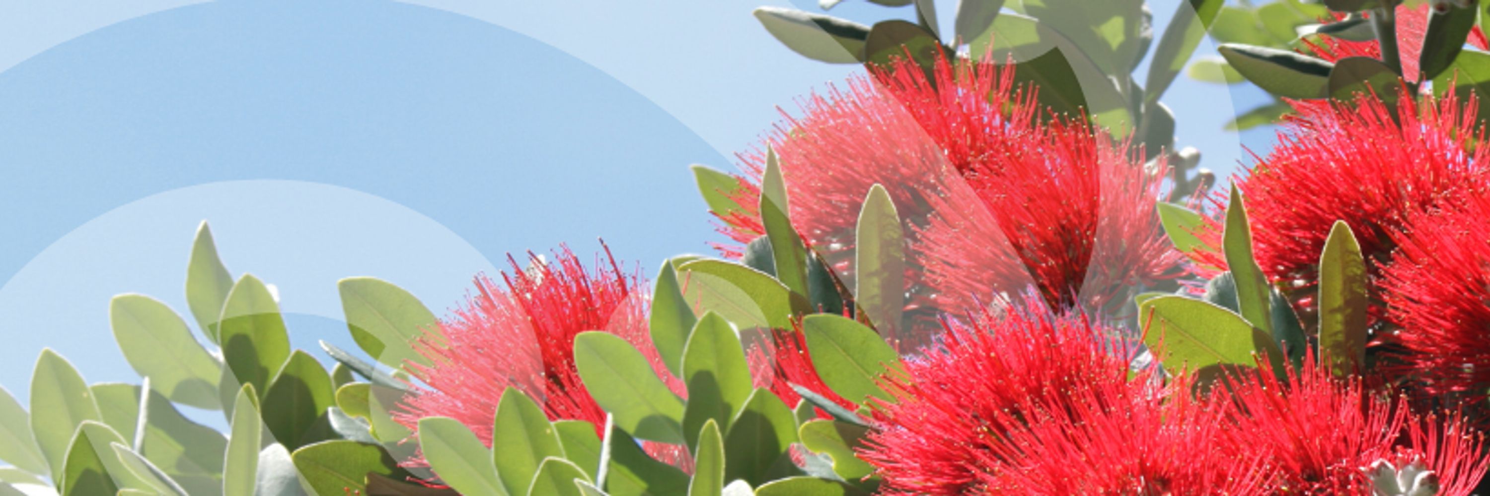 MetService New Zealand