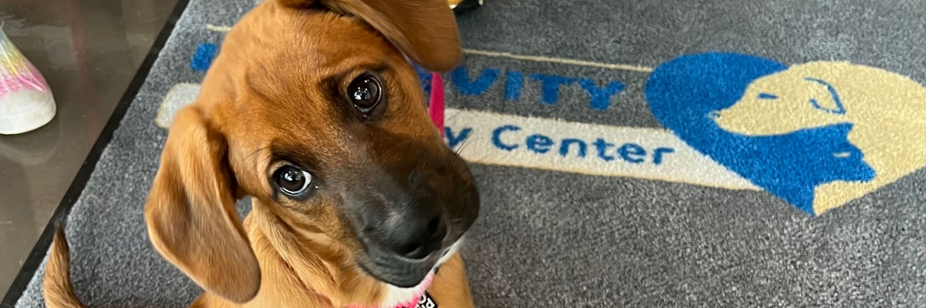 Longevity Veterinary Center