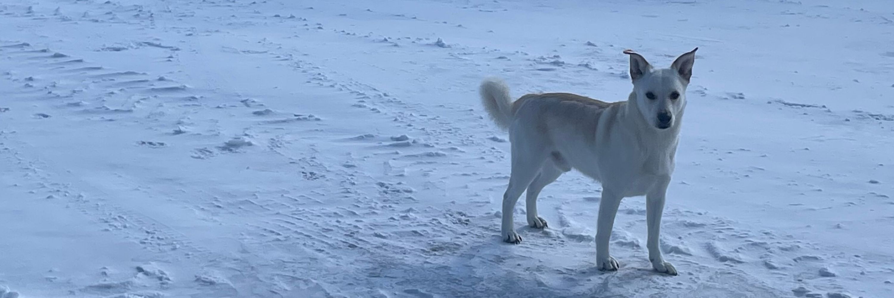 北海道の申し子ちょも
