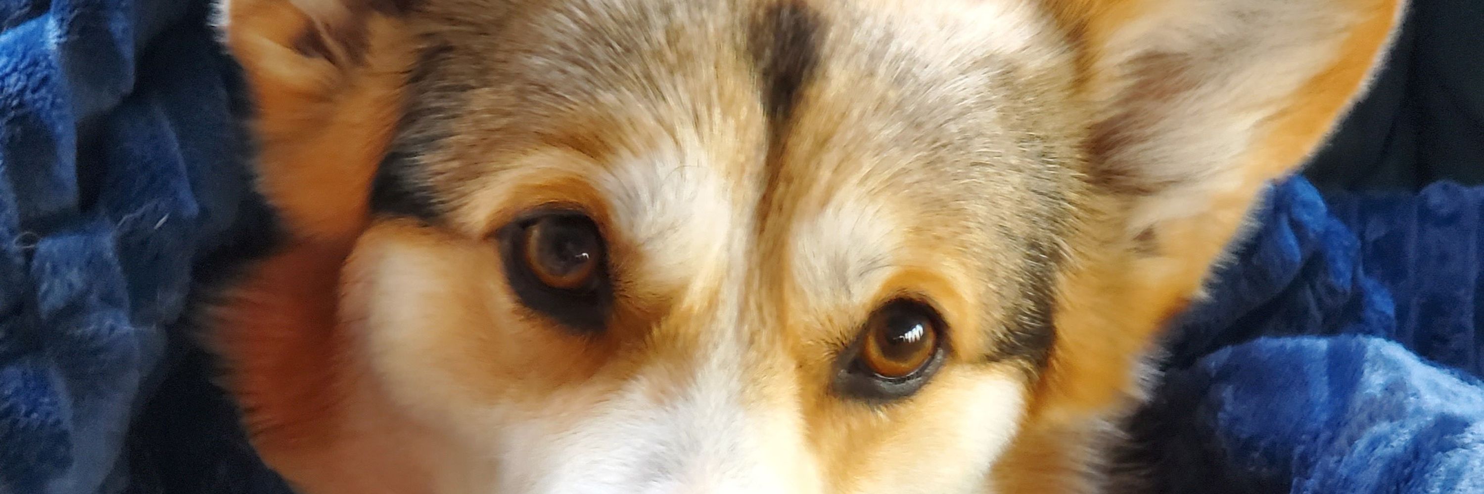 UnitedCorgwn