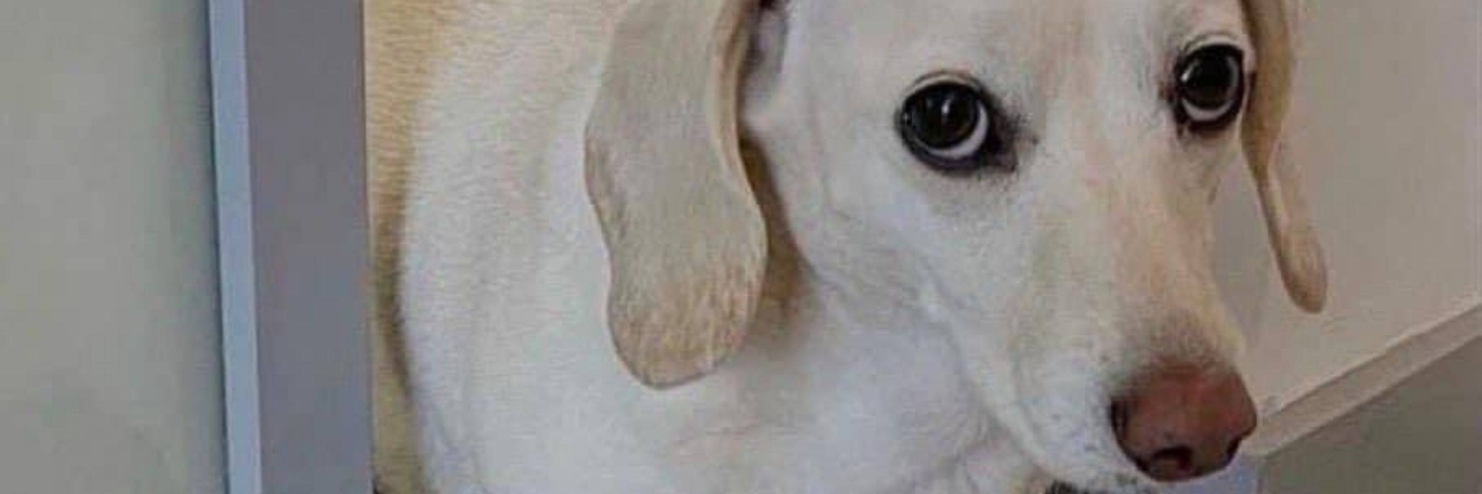 ninii