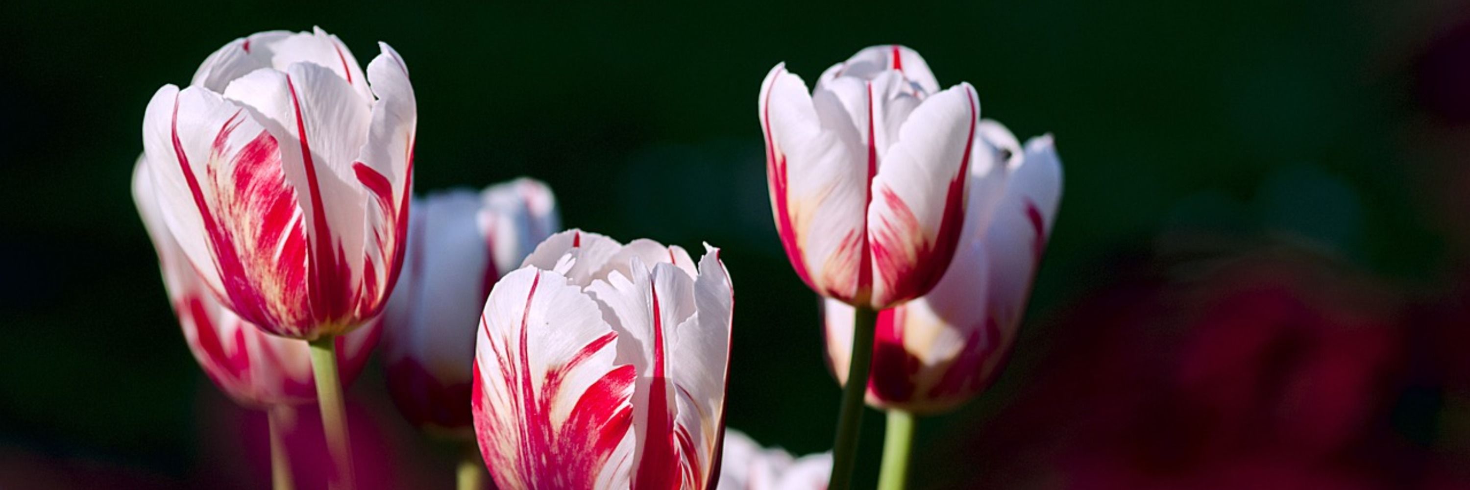 Tulip🌷🔞