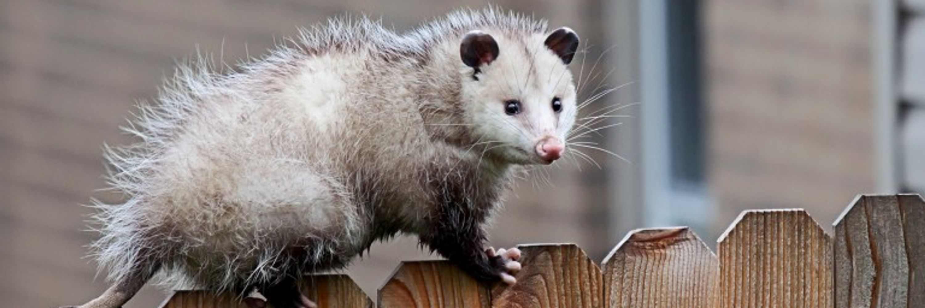 Felix Poss