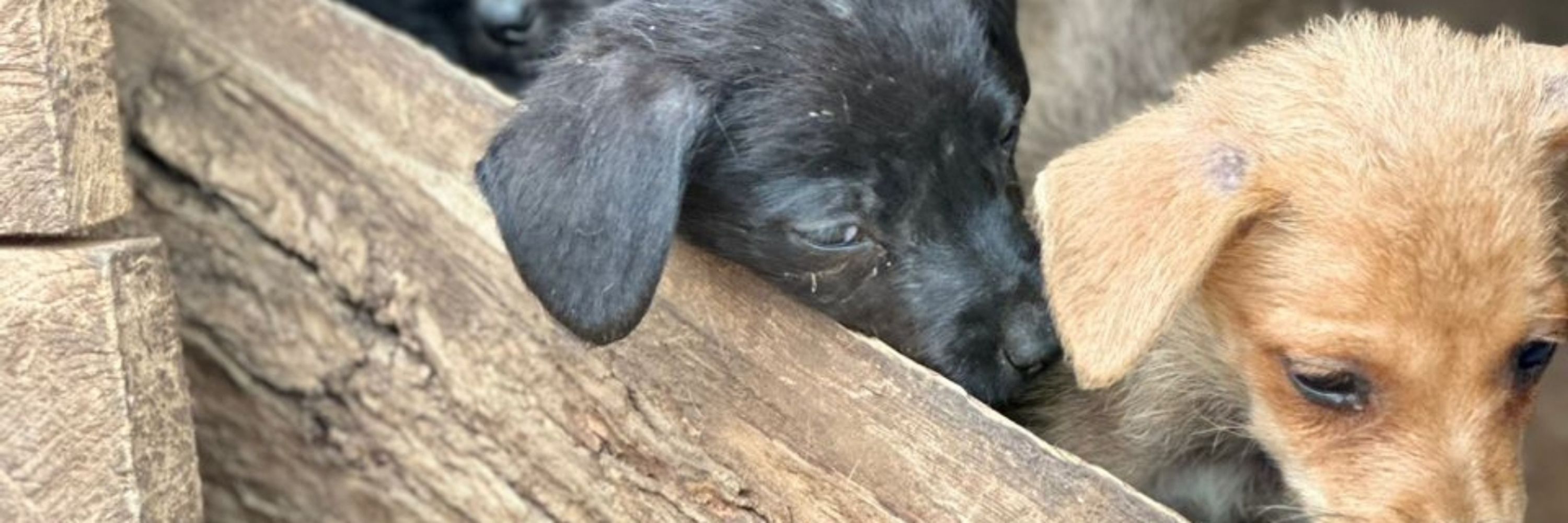 Harper_Hall_ dog_ rescue