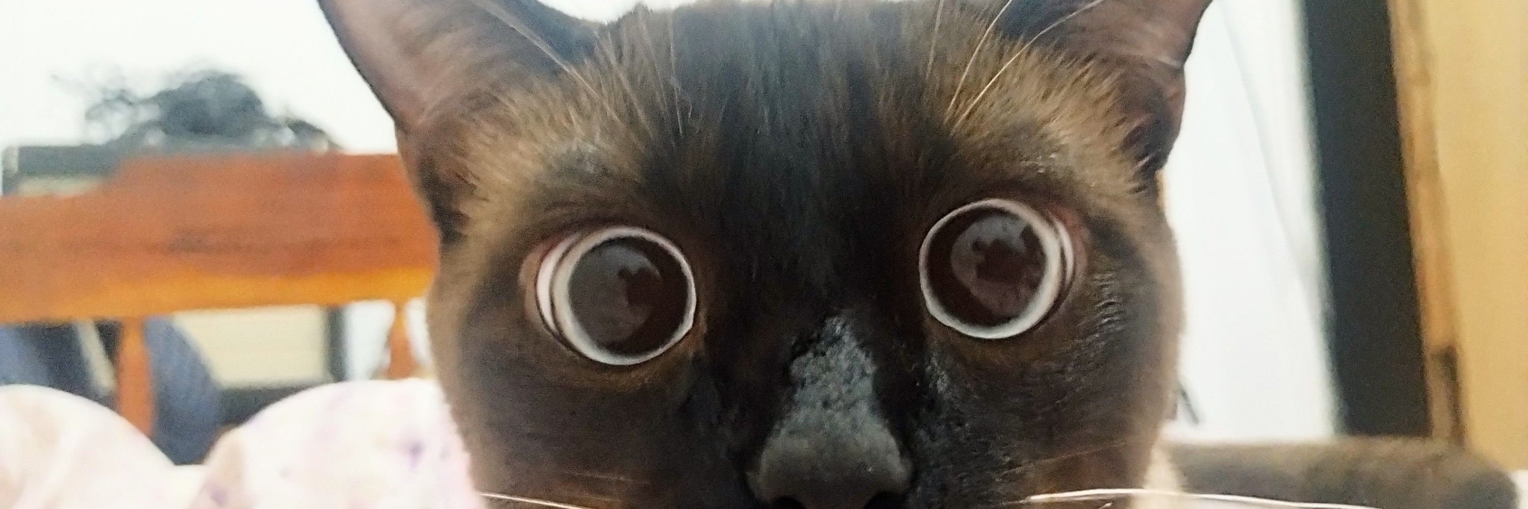 Leonardo 