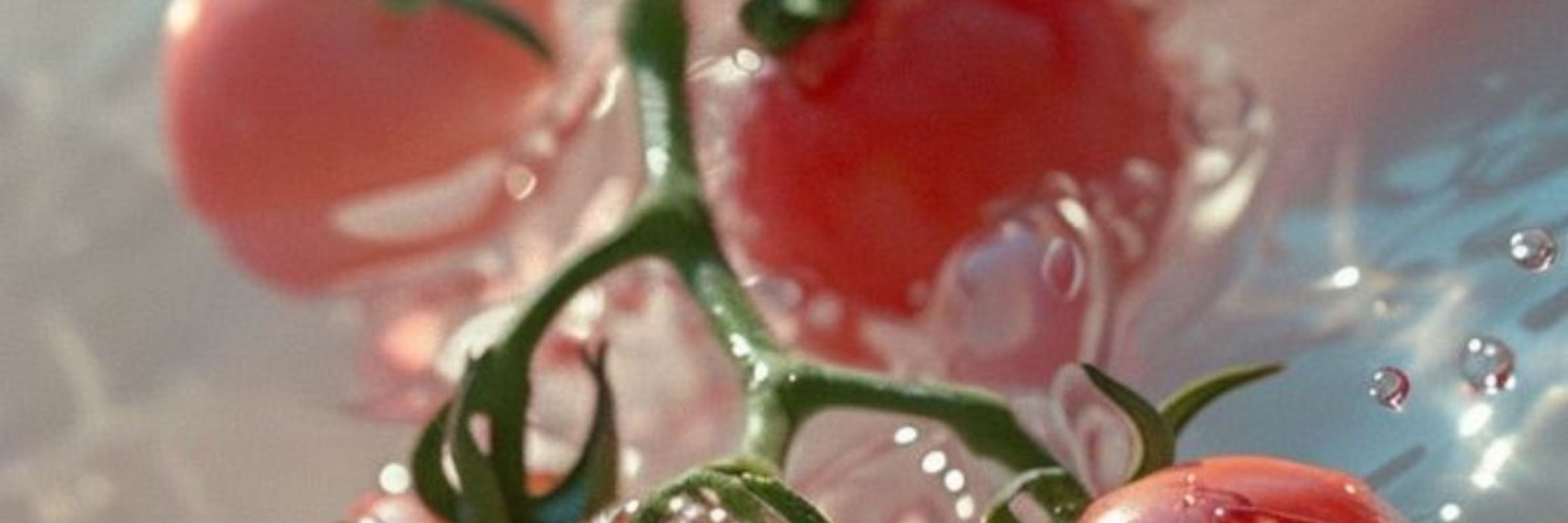 🍅🍅🍅🍅🍅
