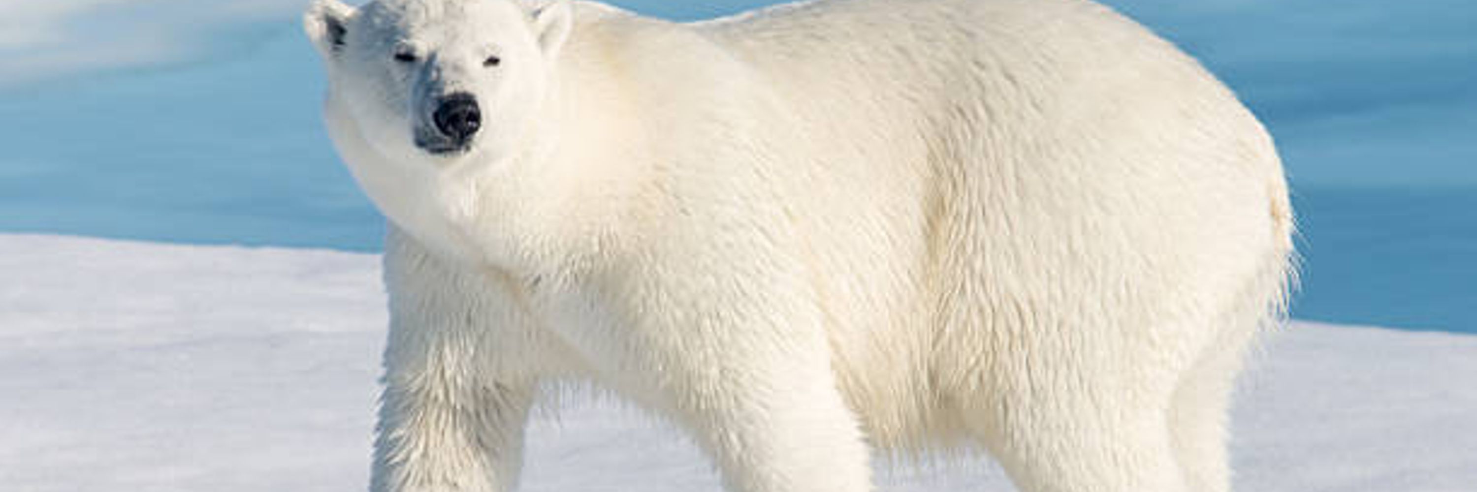 ArcticMan