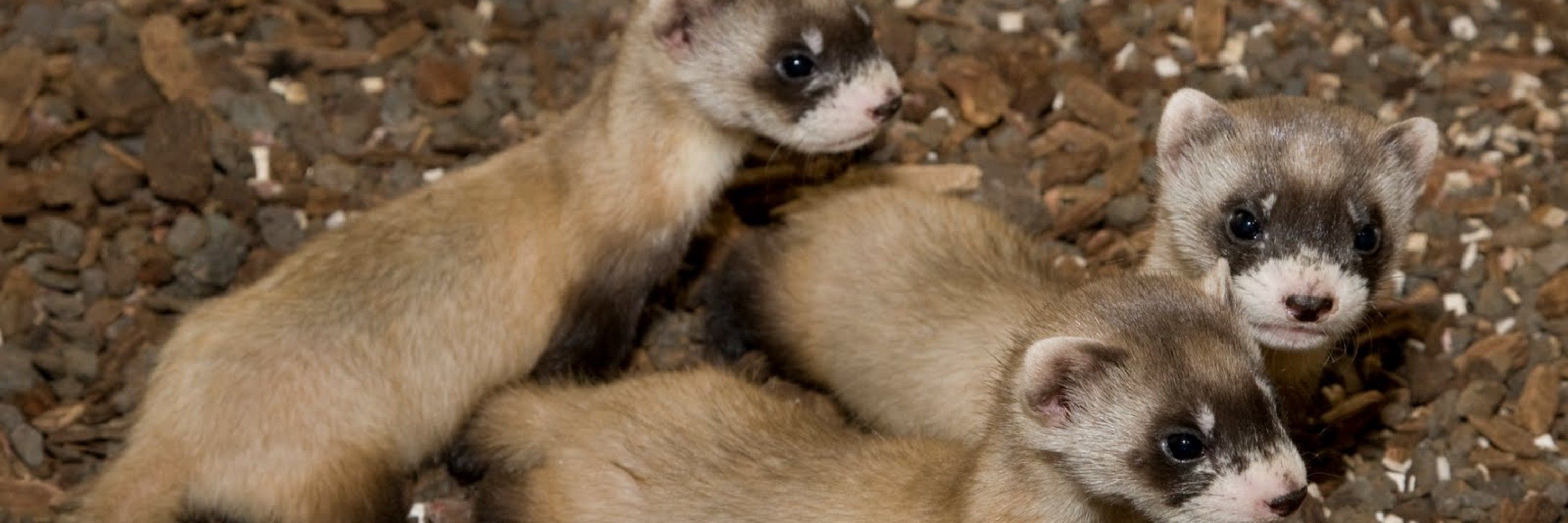 Curious Little Ferret