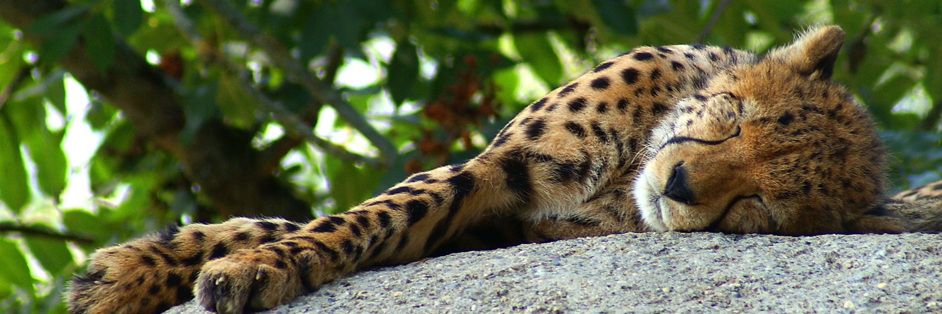 Elliot The Cheetah