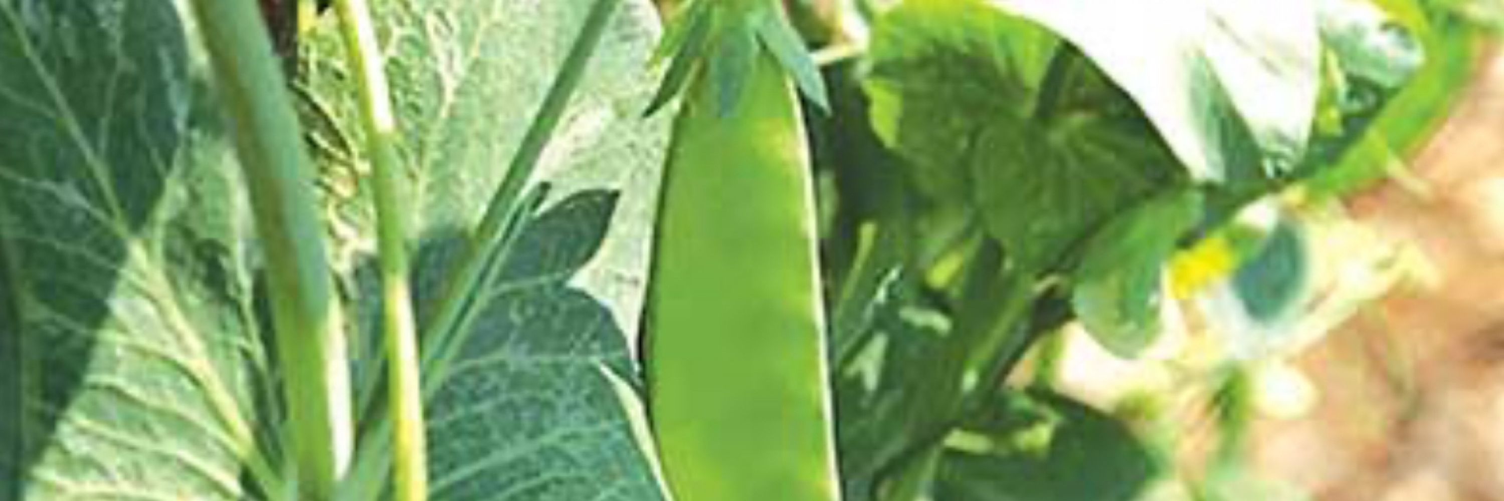 Adjacent Pea
