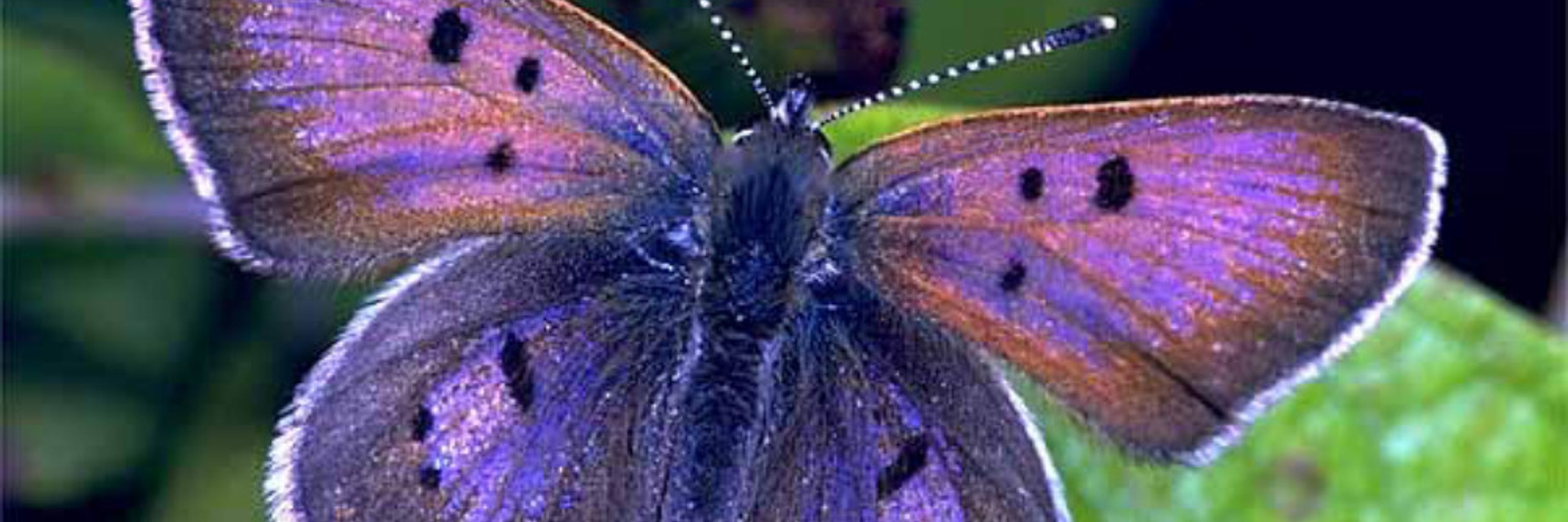 Metamorph29.bsky.social