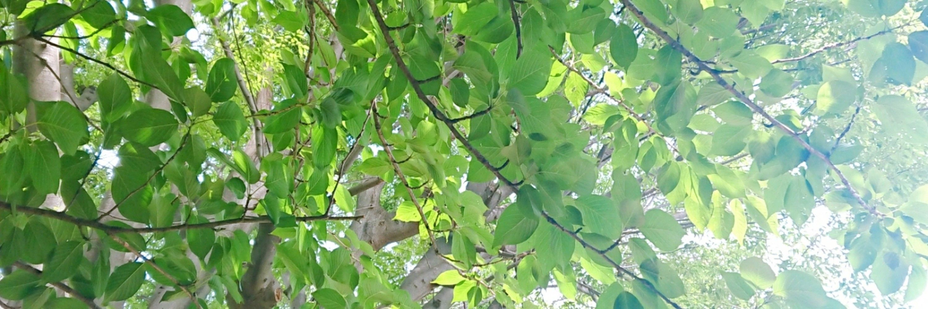 茶の葉
