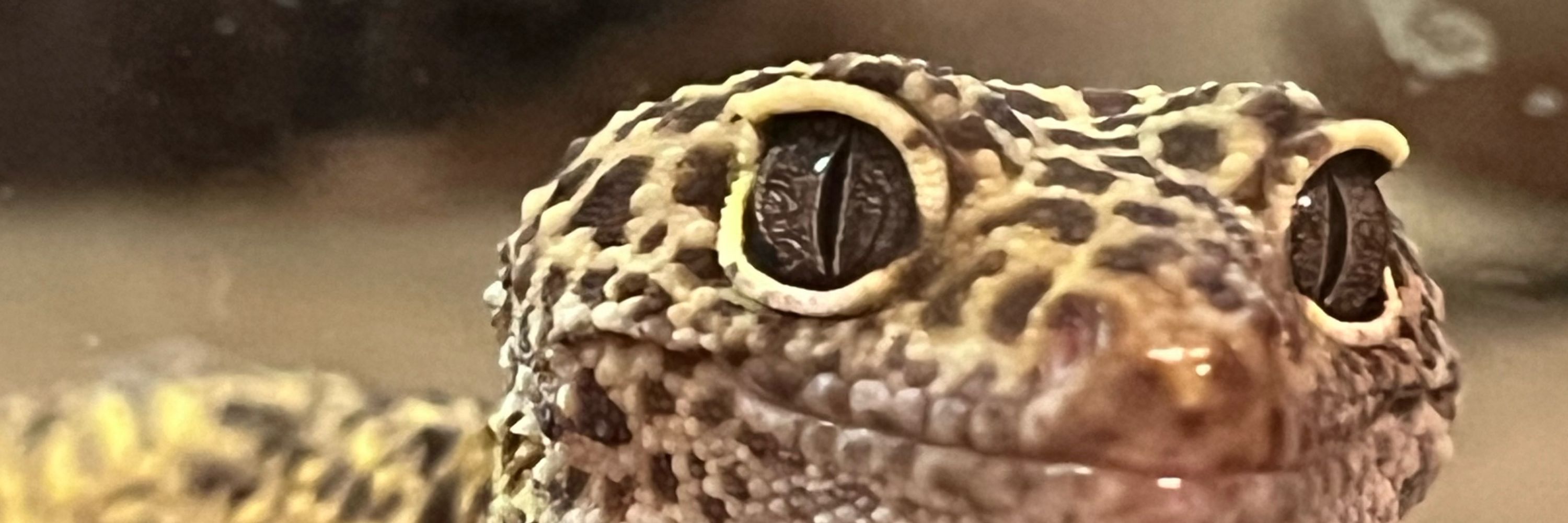 ArachnidsTouch