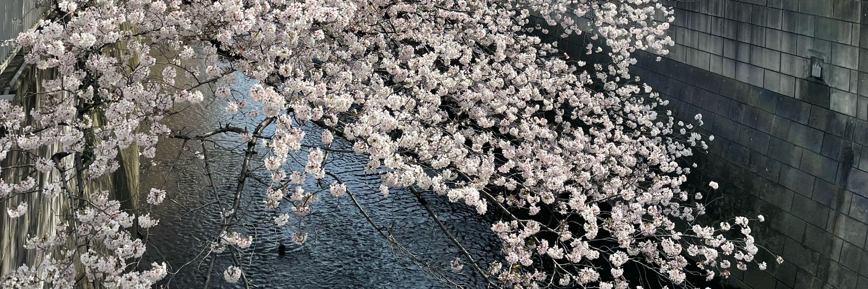 ほりし