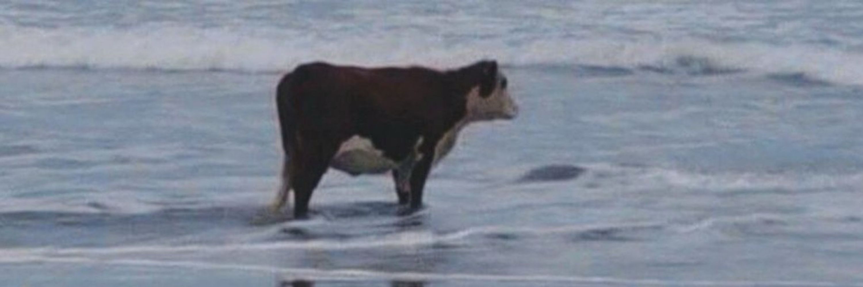 o coisa ruim voltou 