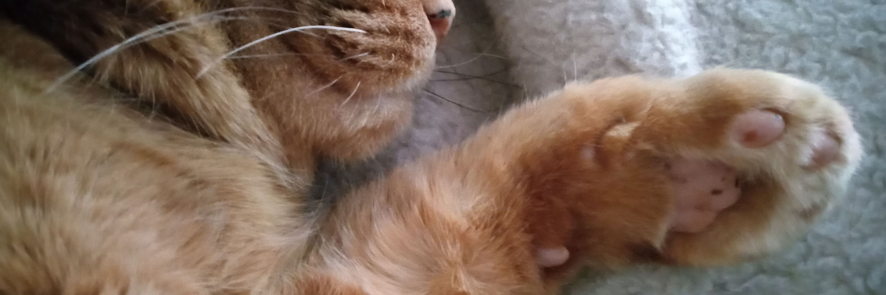 Remy