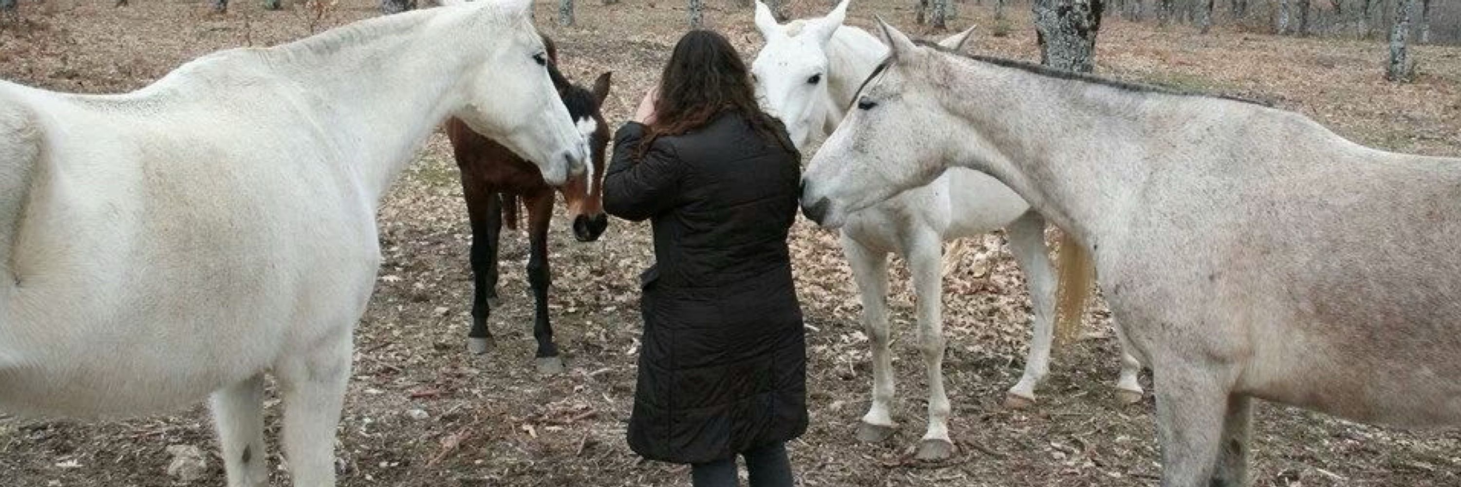 Madrid Help Horses