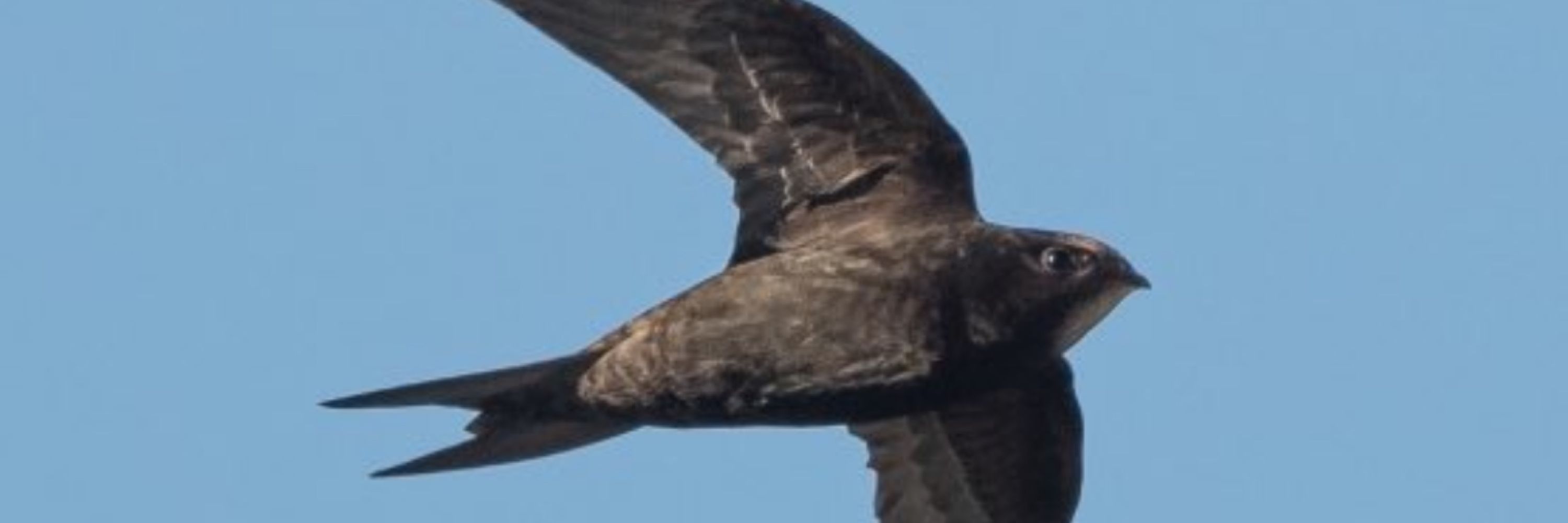 Homing instinct 🐦‍⬛