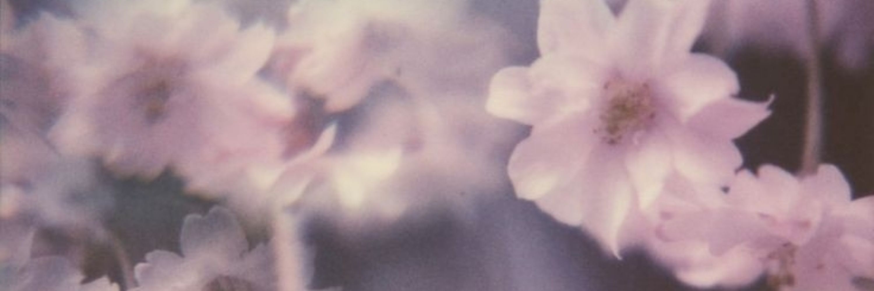 𝑦𝑢𝑙𝑖𝑠𝑠𝑎 𝑝𝑒𝑟𝑒𝑧 ♡🌷🧚🏻