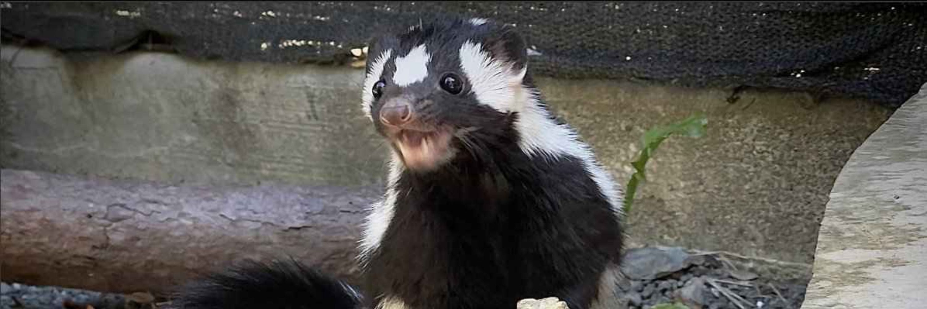 Oli