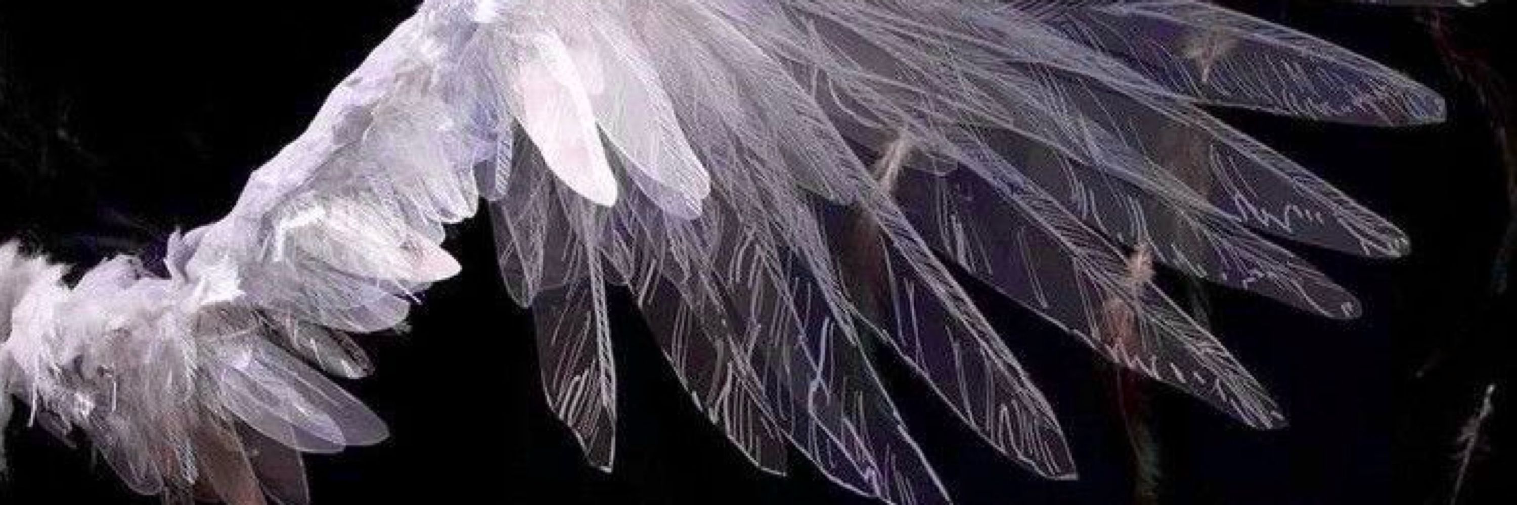 dove | ed/sky