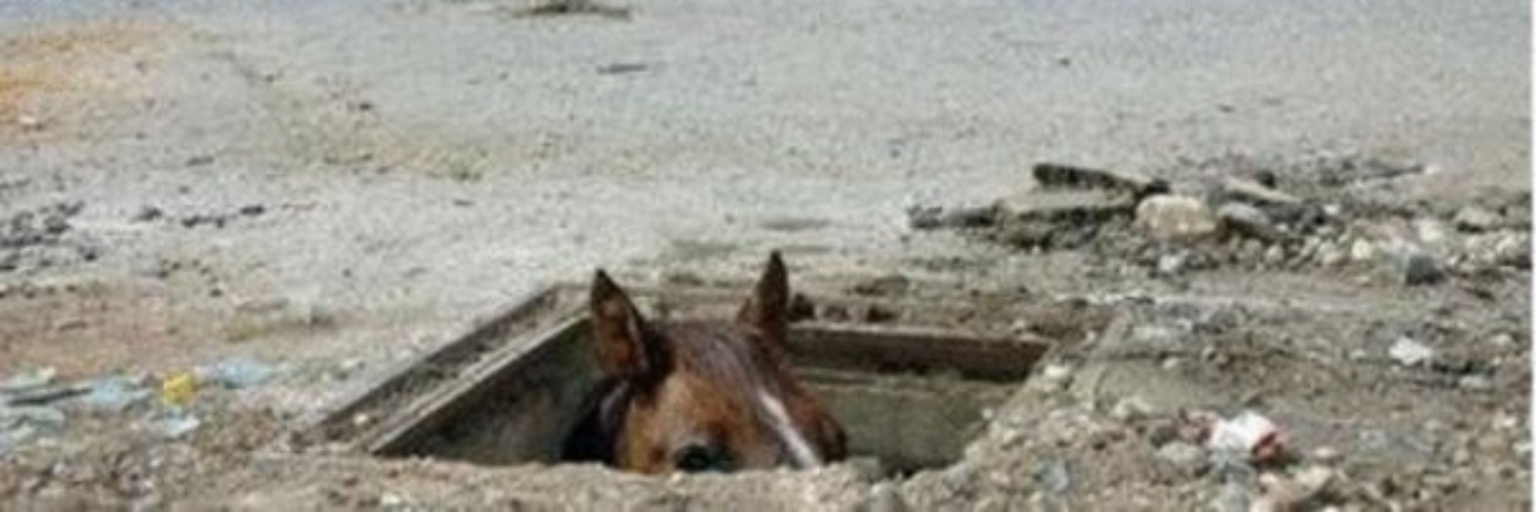 Yeehonse 🐴 