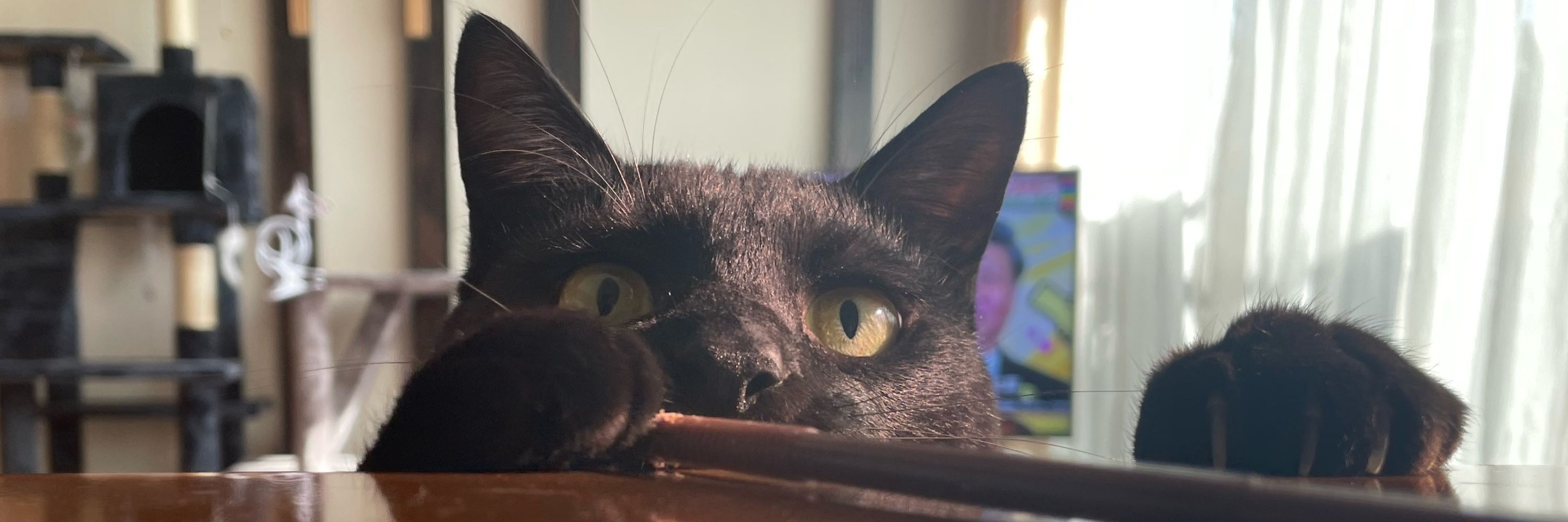 そ🐾
