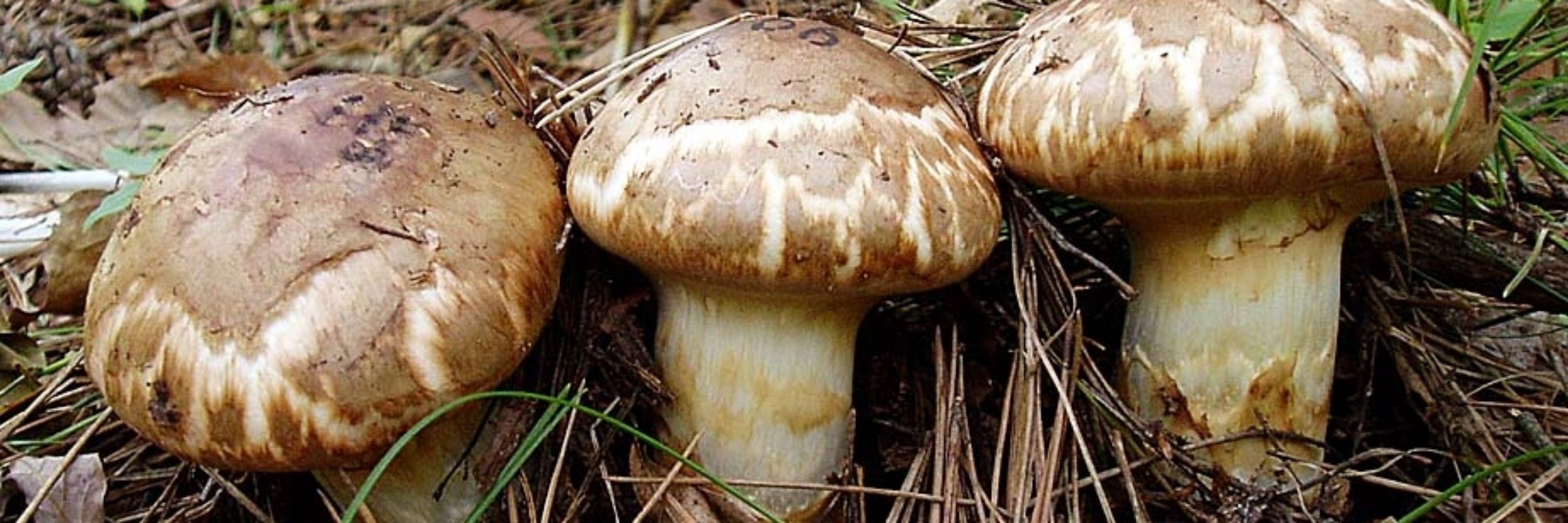 Tricholoma matsutake
